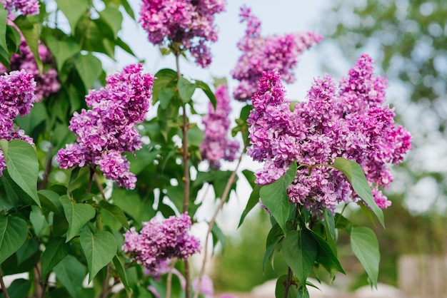 Hermosas flores lilas lilas en primavera en el jardín