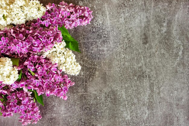 Hermosas flores lilas moradas y blancas en flor sobre fondo de hormigón gris Plantilla de primavera