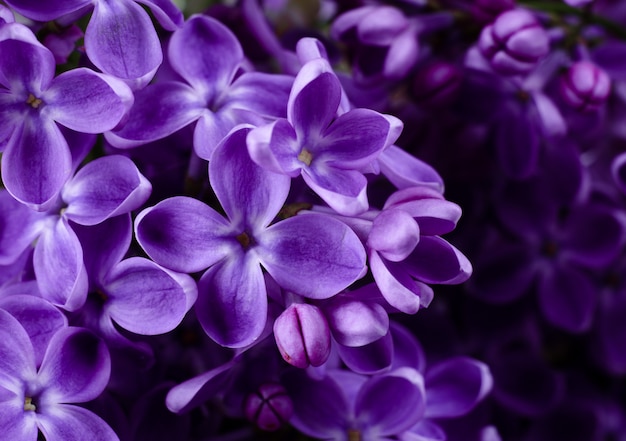 Hermosas flores lilas moradas.