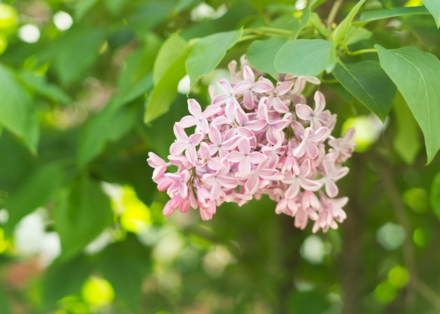 Hermosas flores lilas que florecen en el jardín 2