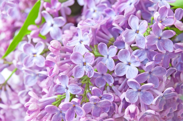 Hermosas flores lilas