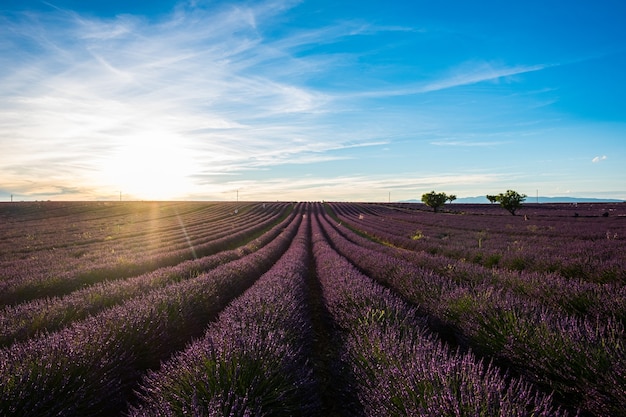 Hermosas flores líneas de campo púrpura lavanda con sol de fondo viajan lugares increíbles fran