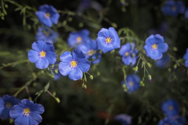 Hermosas flores de lino azul Linum usitatissimum