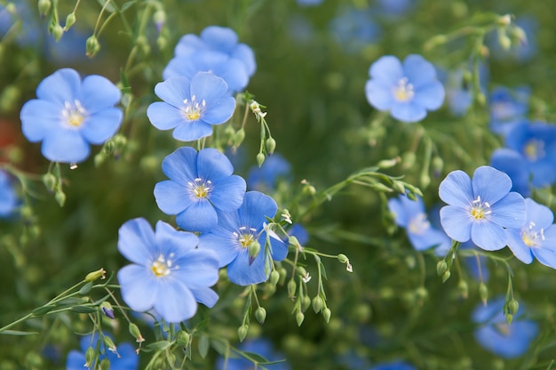 Hermosas flores de Linum de cerca