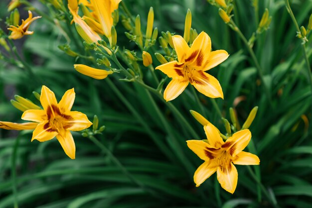 Hermosas flores de lirio amarillo en el jardín en verano