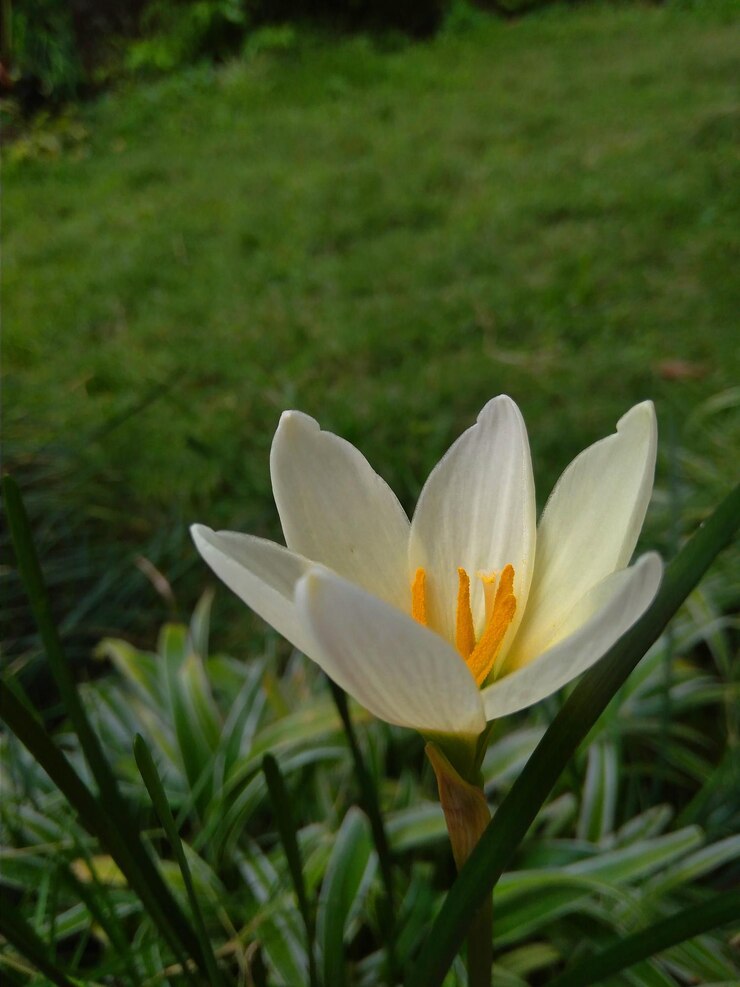 Hermosas flores de lirio blanco en el jardín verde