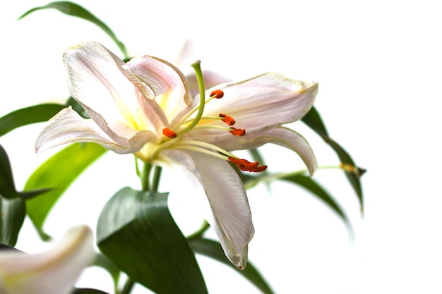 Hermosas flores de lirio blanco en un ramo Elegante decoración floral