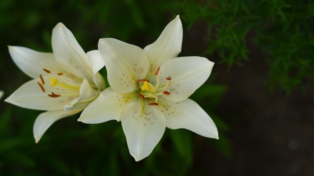 Hermosas flores lirio Lilium Flores grandes en un olor agradable