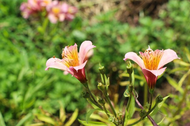 Hermosas flores de lirio en la naturaleza