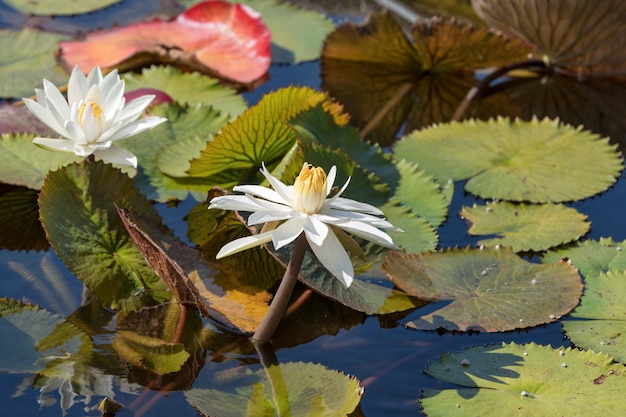 Foto hermosas flores de loto blanco o lirio de agua con hojas verdes en el estanque.