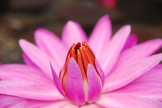 hermosas flores de loto están en flor