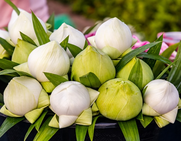 Hermosas flores de loto para hacer méritos en el día de Buda