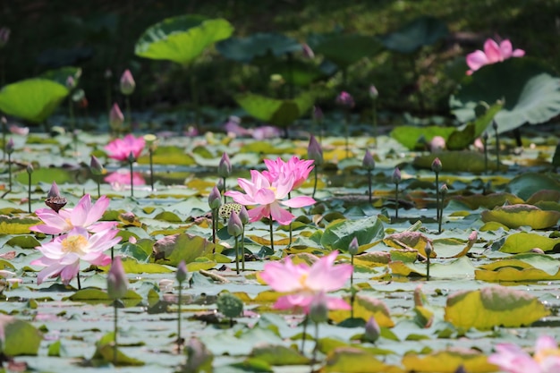 Hermosas flores de loto rosa con hojas en el estanque de la naturaleza que florecen en la temporada de verano