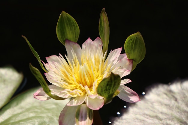 Hermosas flores de loto en tropical.