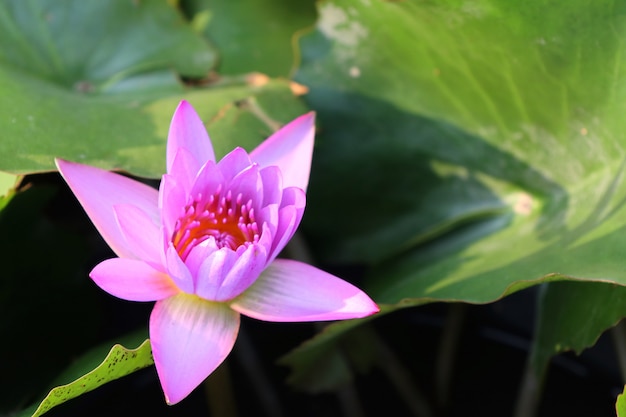 Hermosas flores de loto en tropical.