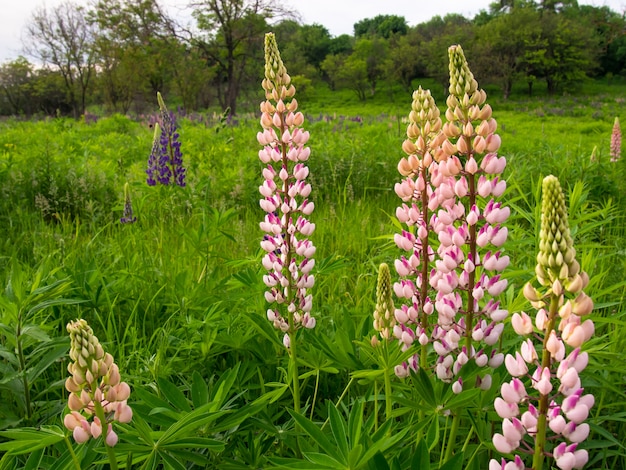 Hermosas flores de lupino florece en el prado.