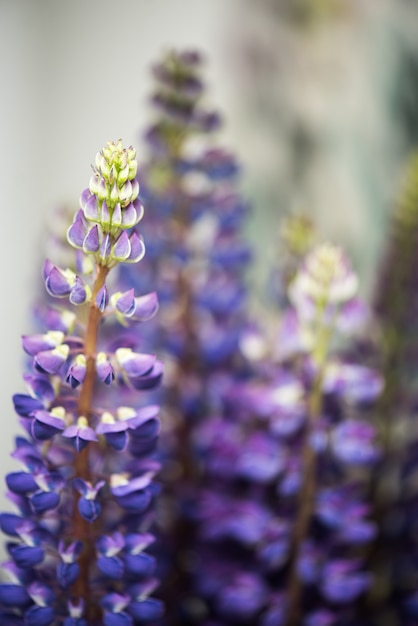 Hermosas flores de lupino en un ramo