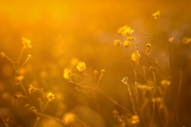 Hermosas flores en la luz de fondo del atardecer