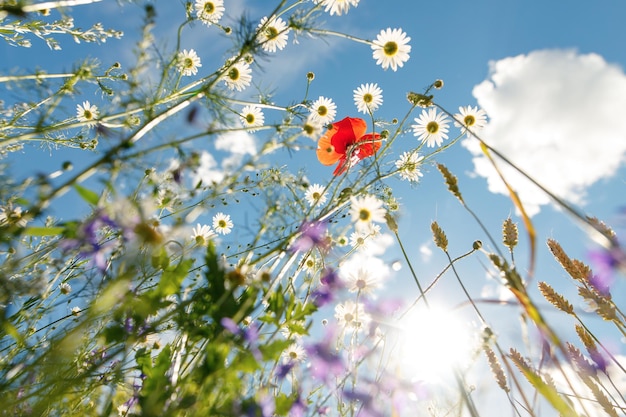 hermosas flores bajo la luz del sol para mirar hacia arriba