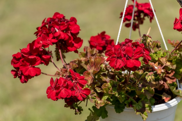 Hermosas flores en maceta, aire libre, enfoque selectivo.