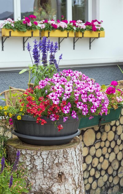 Hermosas flores en una maceta en la calle.