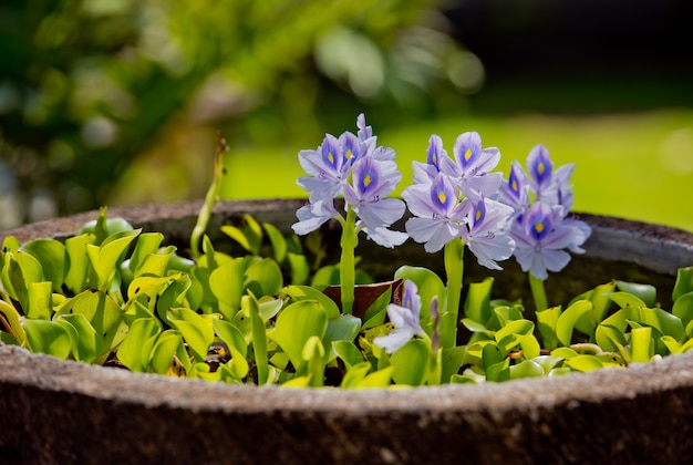 Hermosas flores en una maceta de piedra