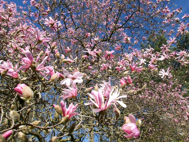 hermosas flores de magnolia en un árbol a principios de la primavera