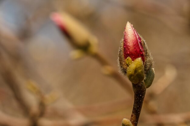 Hermosas flores de magnolia con gotas de agua