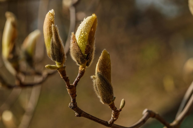 Hermosas flores de magnolia con gotas de agua