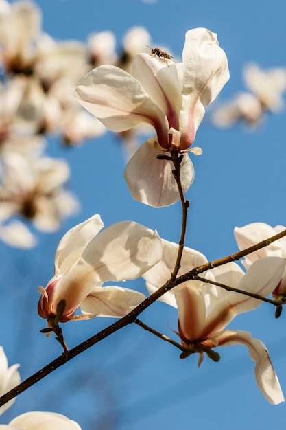 Hermosas flores de magnolia con gotas de agua