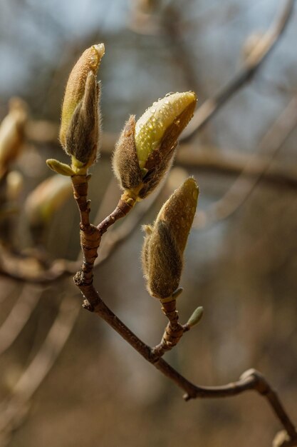 Hermosas flores de magnolia con gotas de agua