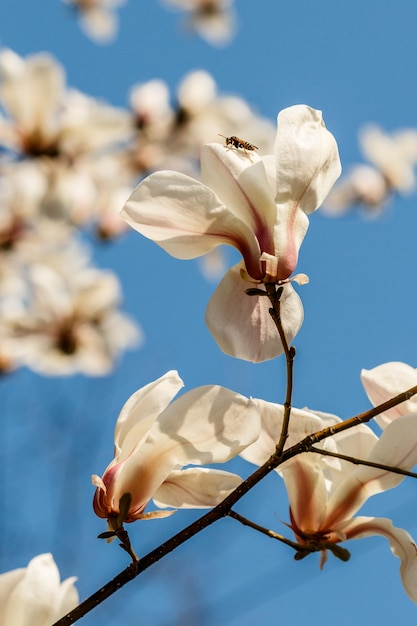 Hermosas flores de magnolia con gotas de agua