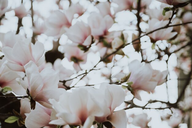 Hermosas flores de magnolia durante la primavera