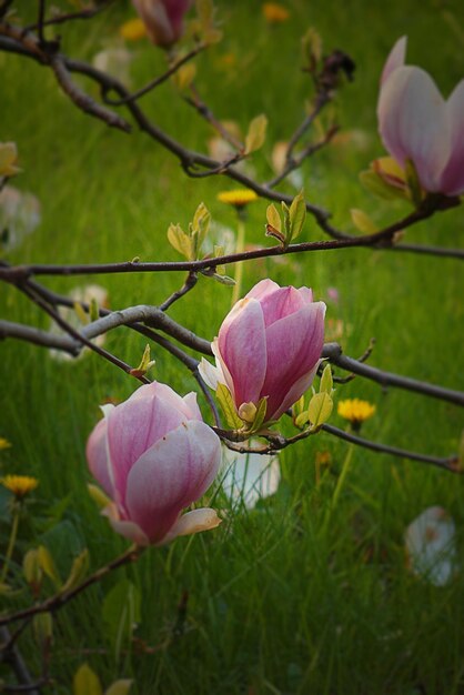 hermosas flores de magnolia rosadas en un árbol en el jardín