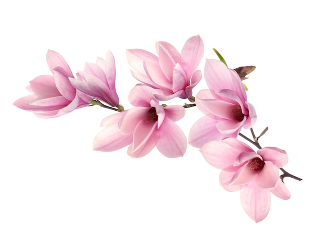 Hermosas flores de magnolia rosadas sobre un fondo blanco