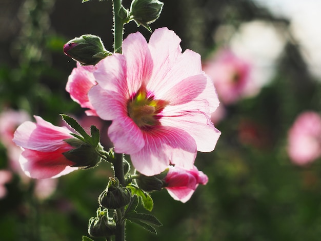 Hermosas flores de malva rosa al atardecer