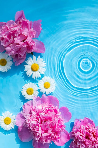 Hermosas flores de manzana y peonías flotando en el agua sobre un fondo azul Vista superior plana