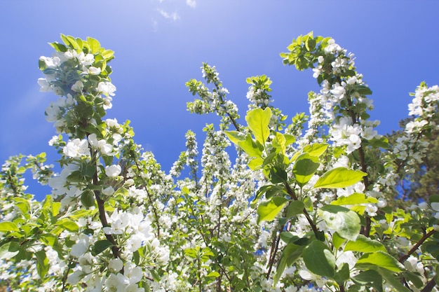 Hermosas flores en el manzano floreciente a la luz del sol