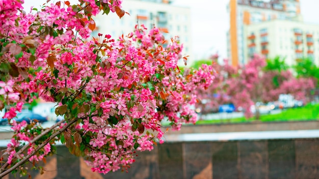 Hermosas flores de un manzano