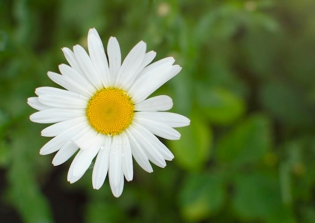Foto hermosas flores de margarita blanca en un día soleado el florecimiento de las margaritas concepto de jardinería