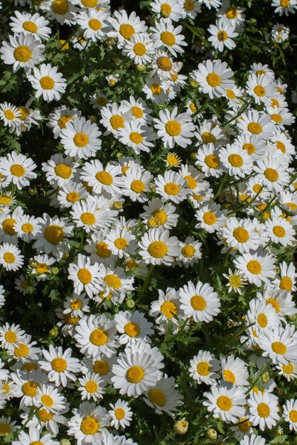 Hermosas flores de margarita como fondo