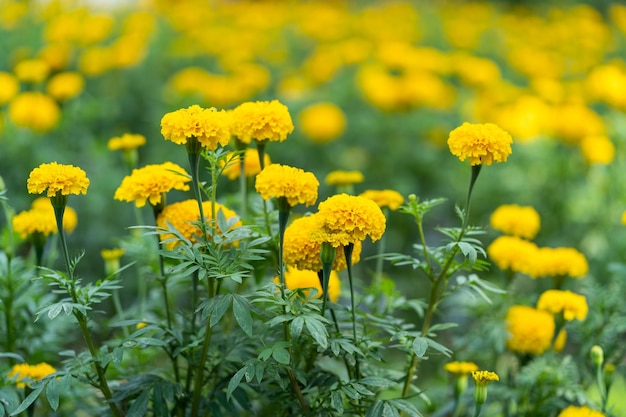 Foto hermosas flores de margarita naranja en el jardín