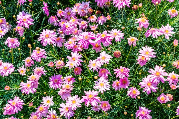 hermosas flores de margarita