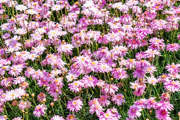 hermosas flores de margarita