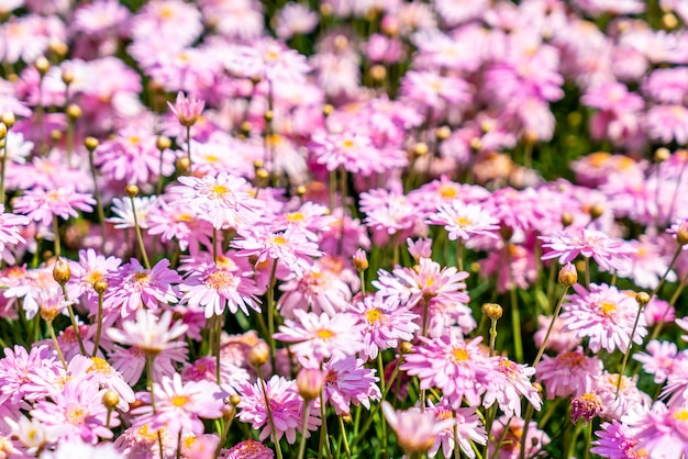 hermosas flores de margarita