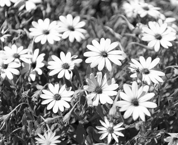 Hermosas flores de margaritas fondo natural primavera