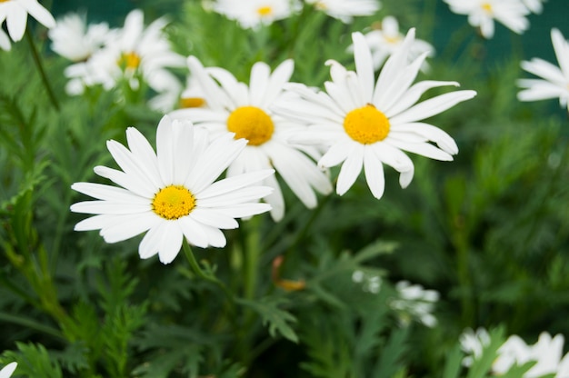 Hermosas flores de margaritas.