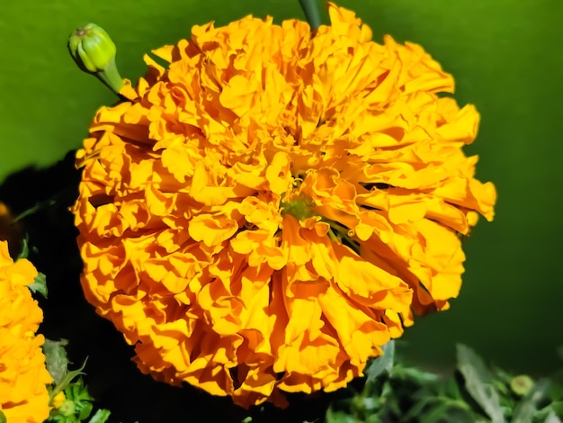 Hermosas flores de merigold con fondo borroso