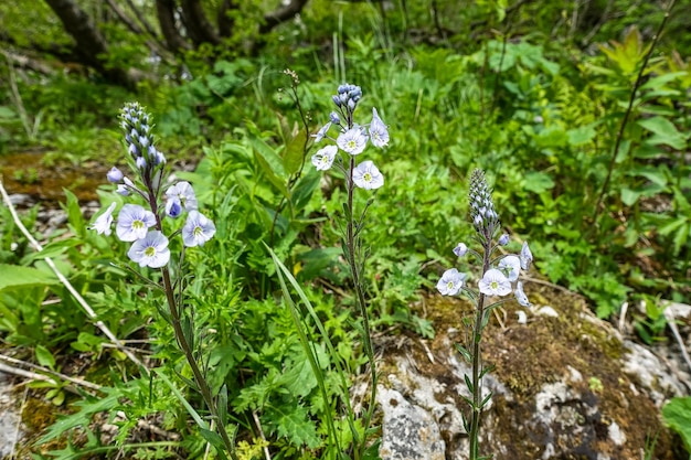 Hermosas flores en la meseta de Lago Naki Adygea Caucasus Mountains