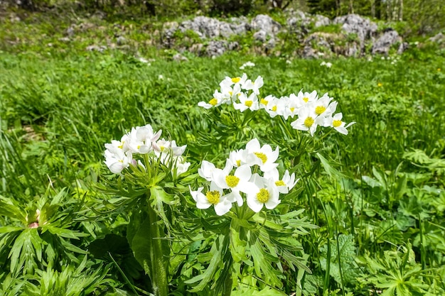 Hermosas flores en la meseta de Lago Naki Adygea Caucasus Mountains